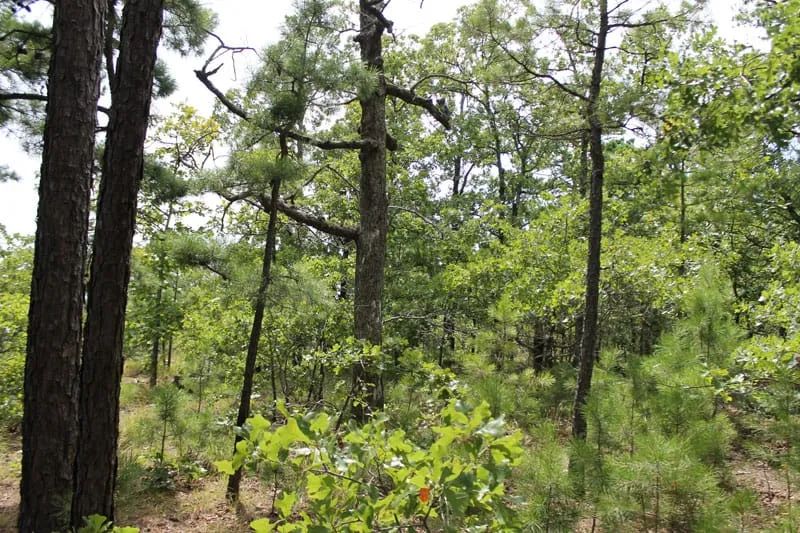 Decorative background for Trophy Ridge Phase III Tract 36 image 7