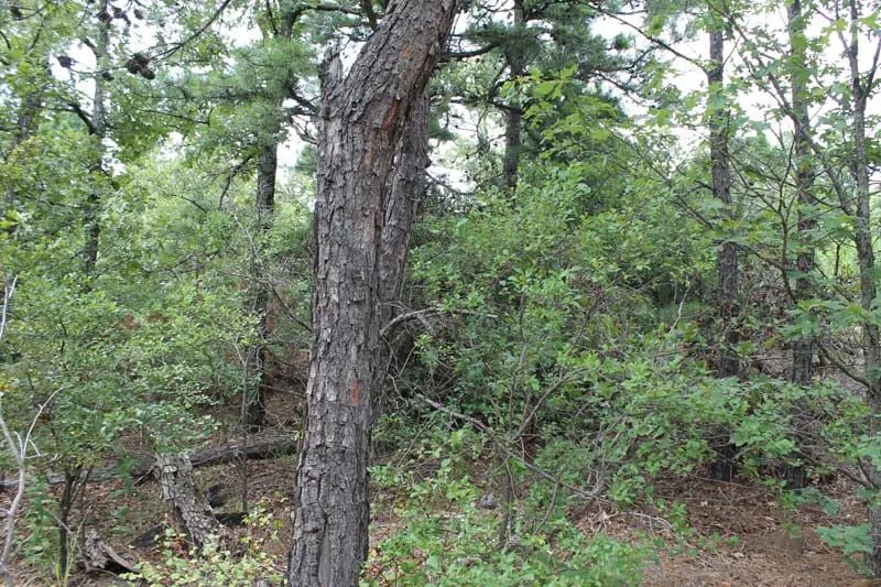 Decorative background for Trophy Ridge Phase III Tract 36 image 8