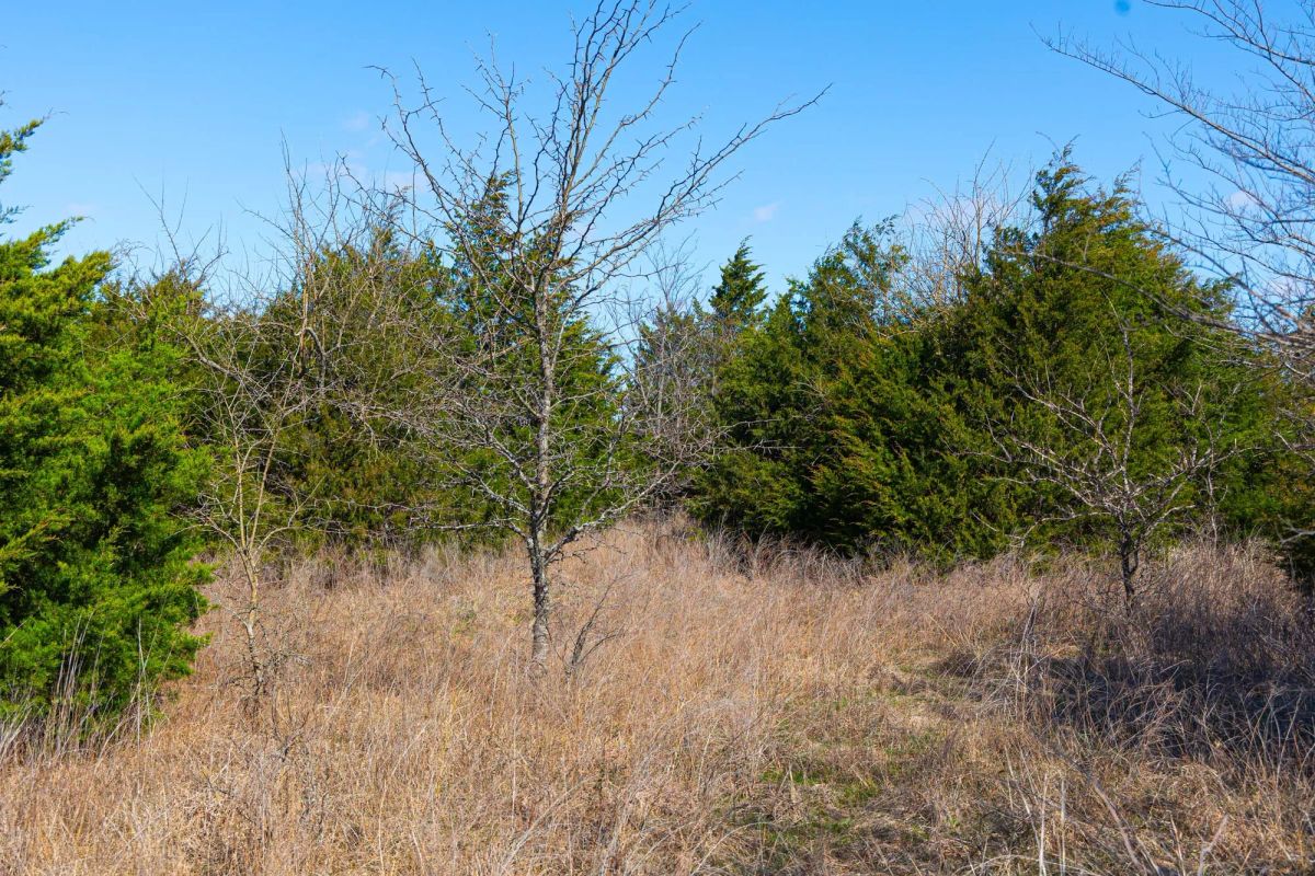 Decorative background for Reserves At Cattail Cove Phase I Tract 27 image 20