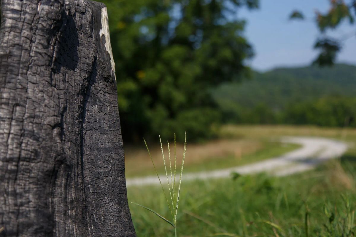 Decorative background for Rolling Hills Tract 18 image 7
