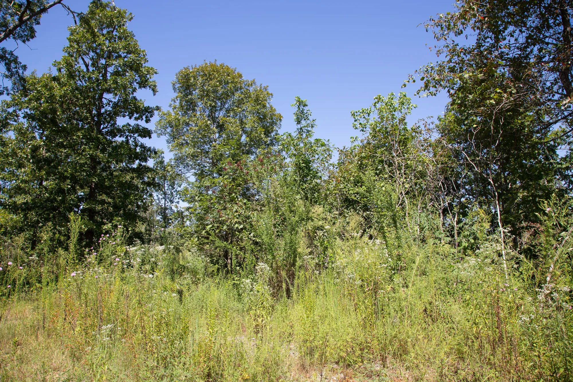 Borgmann’s Hollow Phase III Tract 73 in Shannon County, MO