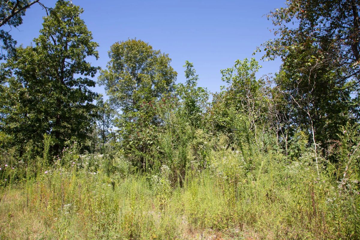 Borgmann’s Hollow Phase III Tract 73 - Image 2