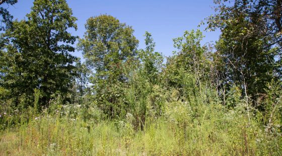 Borgmann’s Hollow Phase III Tract 73 in Shannon County, MO