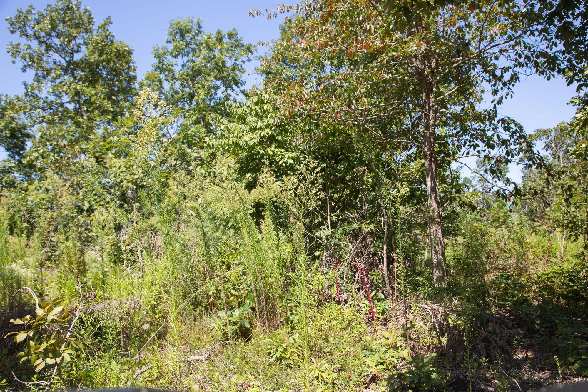 Borgmann’s Hollow Phase III Tract 73 in Shannon County, MO