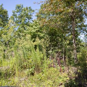 Borgmann’s Hollow Phase III Tract 73 in Shannon County, MO