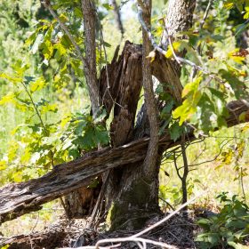 Borgmann’s Hollow Phase III Tract 73 in Shannon County, MO