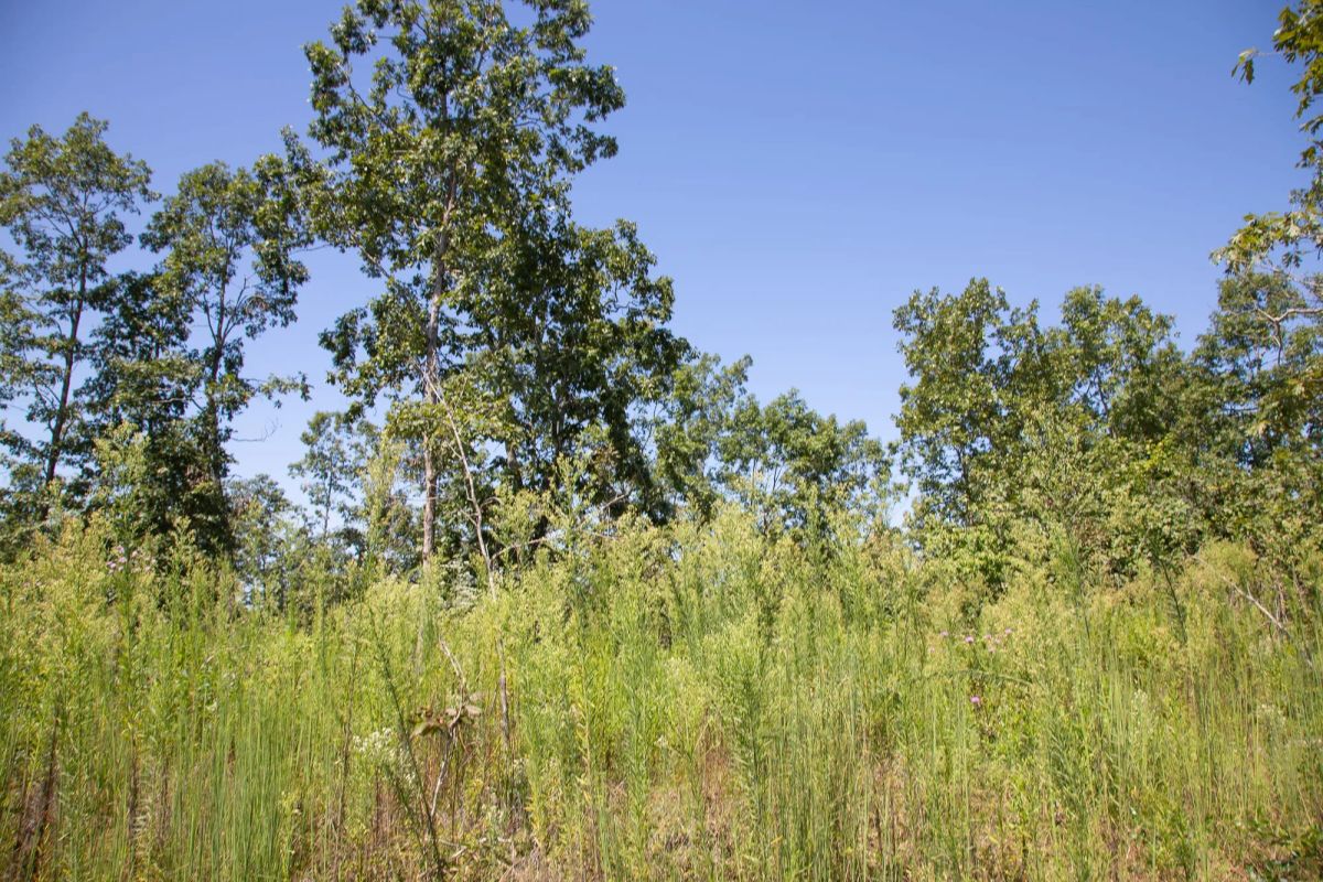 Decorative background for Borgmann’s Hollow Phase III Tract 73 image 5