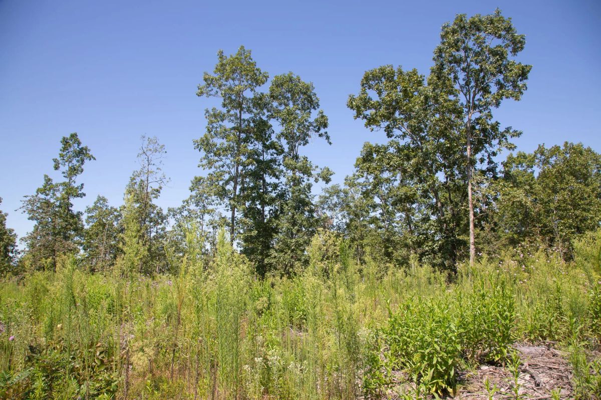 Decorative background for Borgmann’s Hollow Phase III Tract 73 image 6