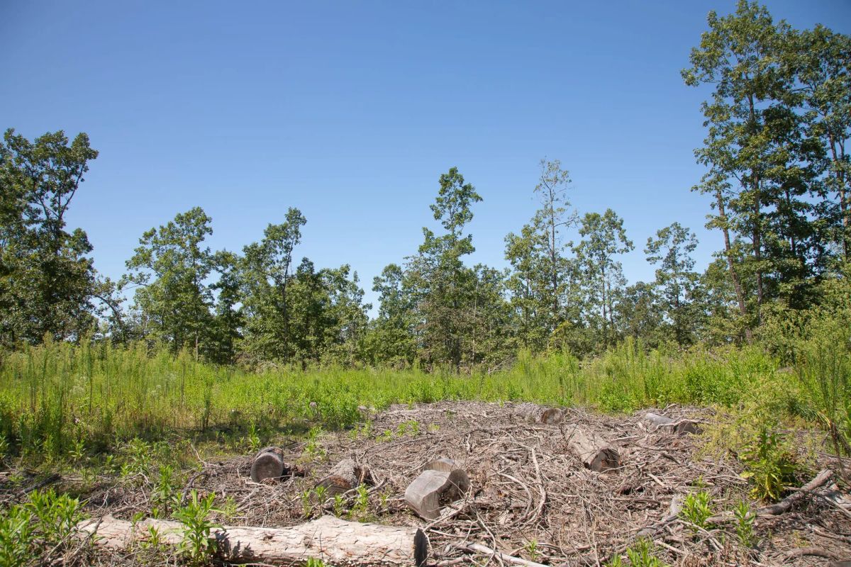 Decorative background for Borgmann’s Hollow Phase III Tract 73 image 7