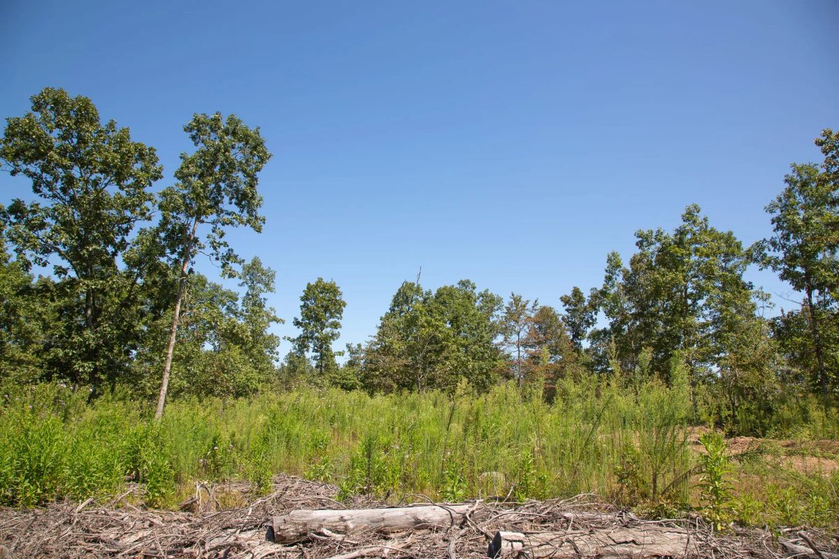 Decorative background for Borgmann’s Hollow Phase III Tract 73 image 8
