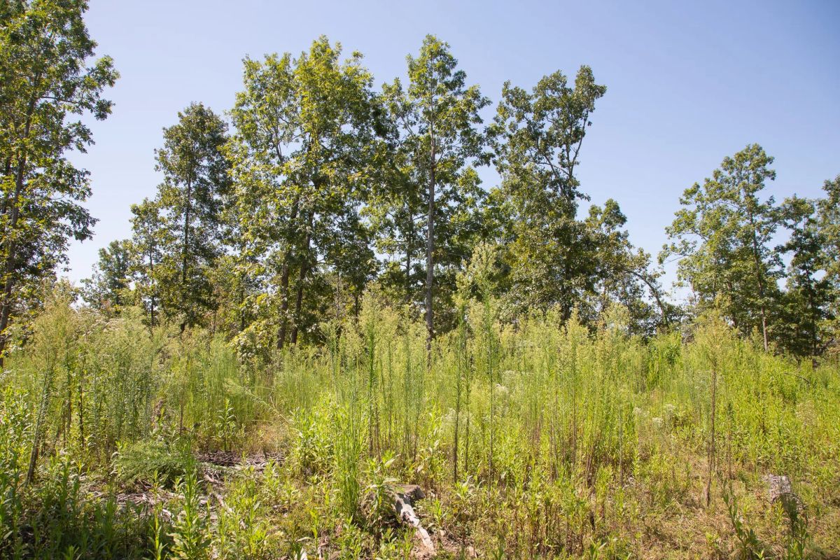Decorative background for Borgmann’s Hollow Phase III Tract 73 image 9
