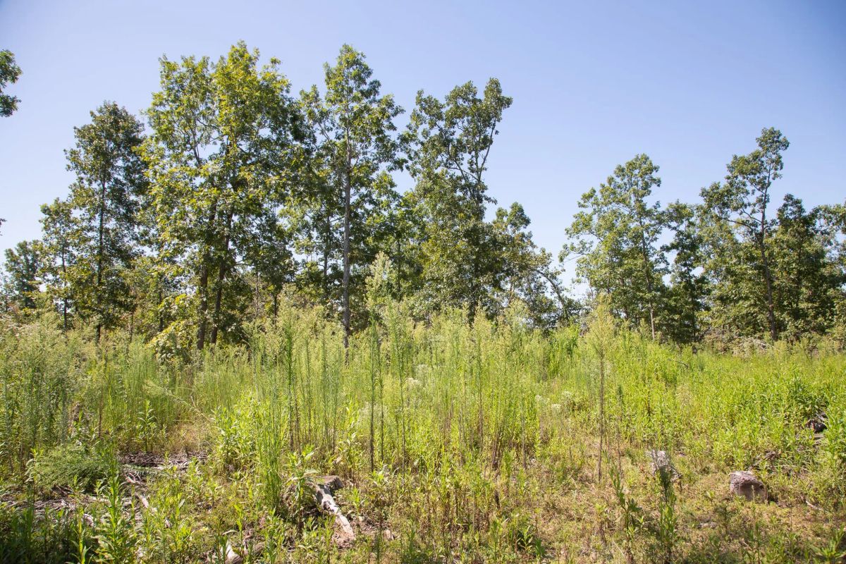Decorative background for Borgmann’s Hollow Phase III Tract 73 image 10