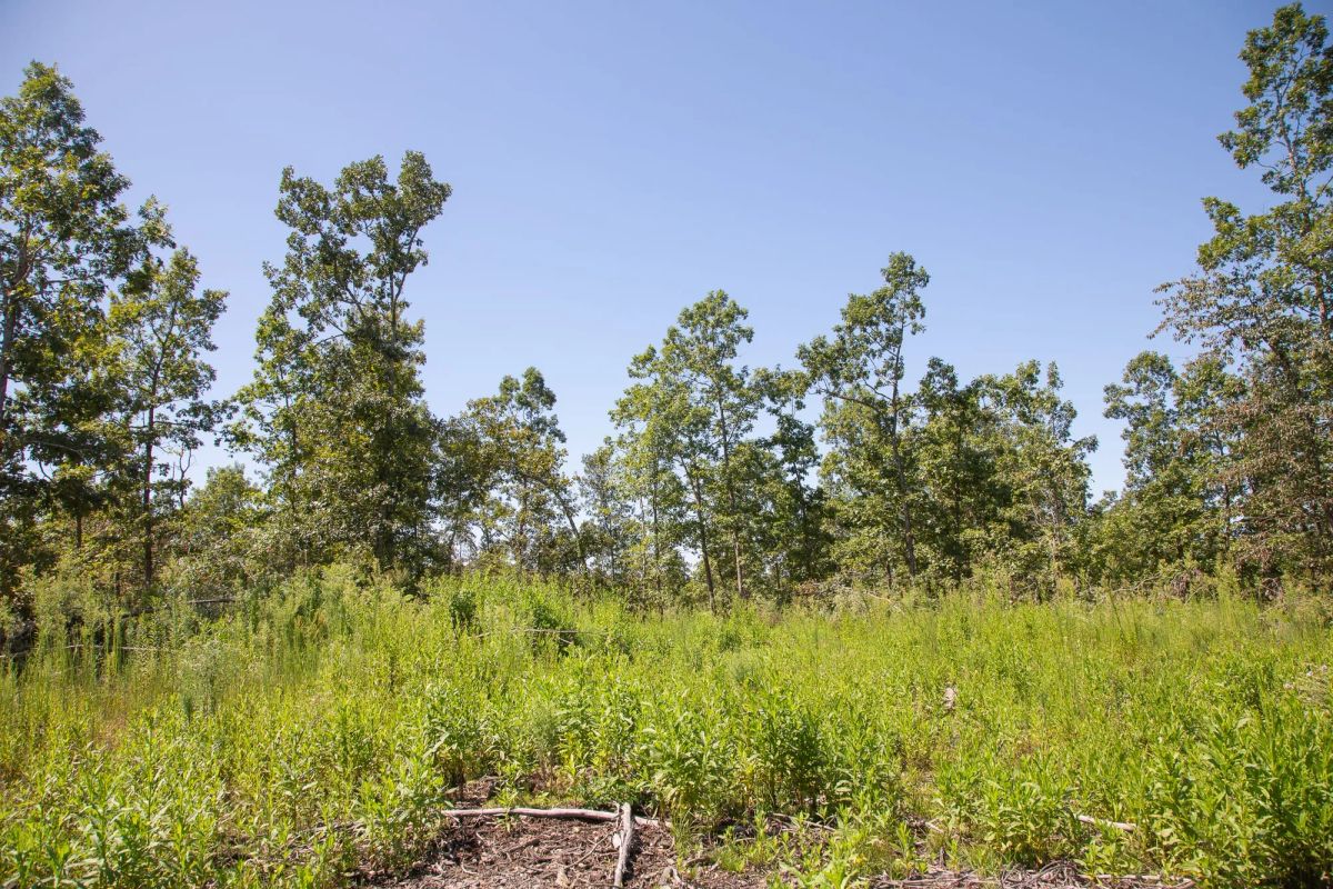 Decorative background for Borgmann’s Hollow Phase III Tract 73 image 11