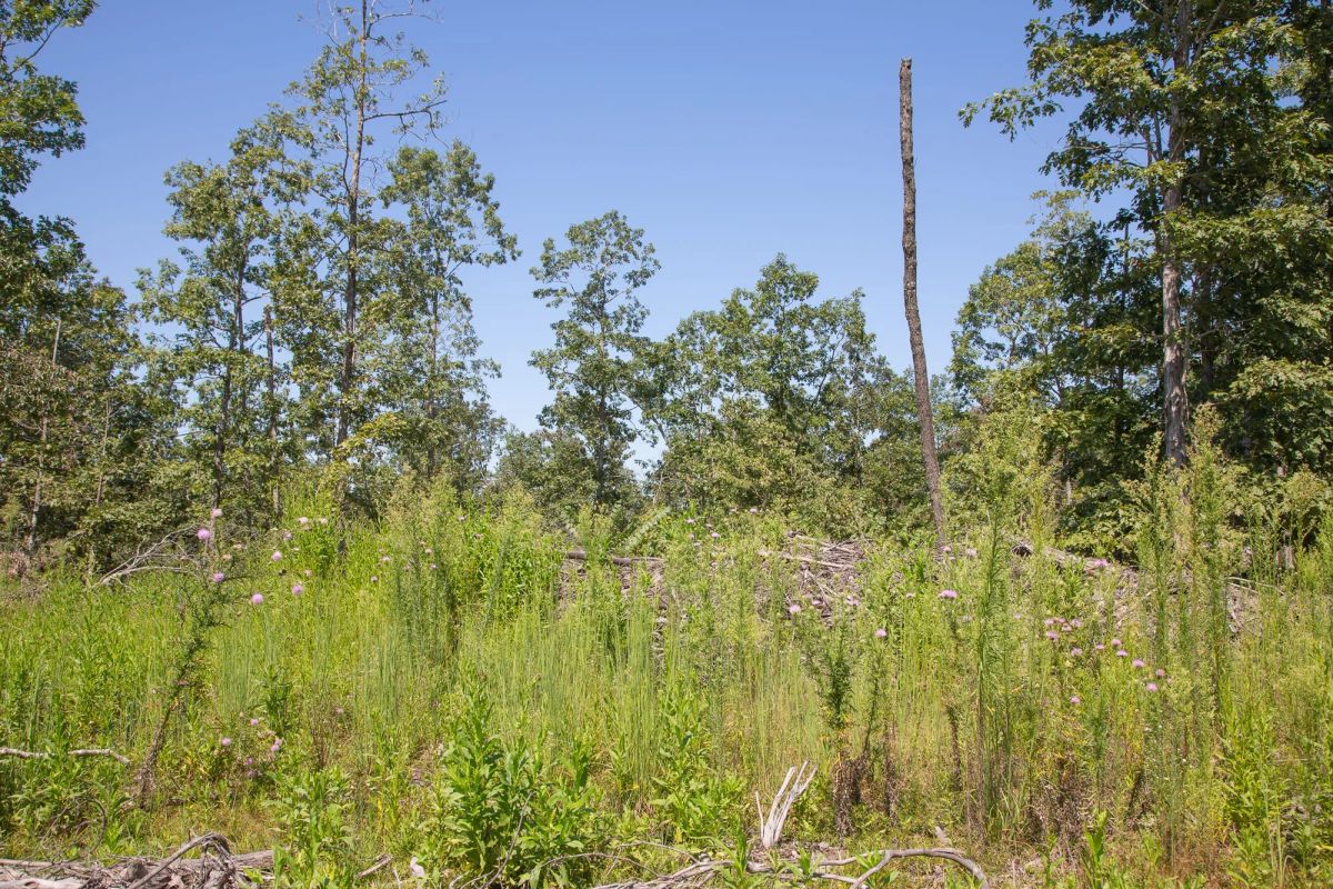 Decorative background for Borgmann’s Hollow Phase III Tract 73 image 12