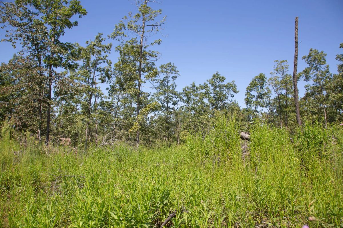 Decorative background for Borgmann’s Hollow Phase III Tract 73 image 13
