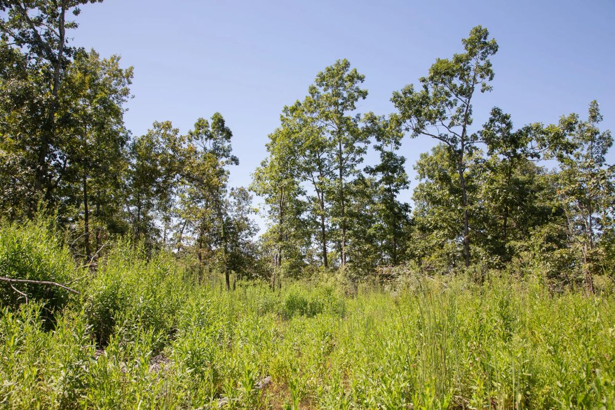 Decorative background for Borgmann’s Hollow Phase III Tract 73 image 14