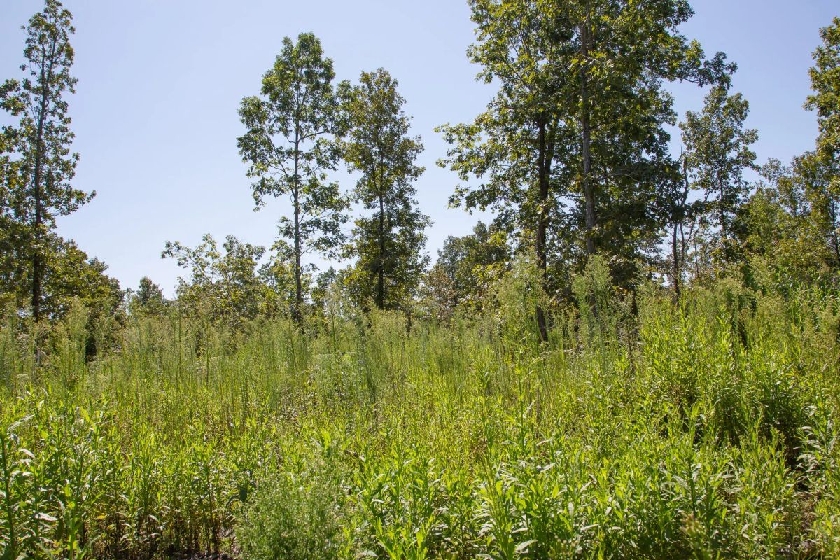 Decorative background for Borgmann’s Hollow Phase III Tract 73 image 15