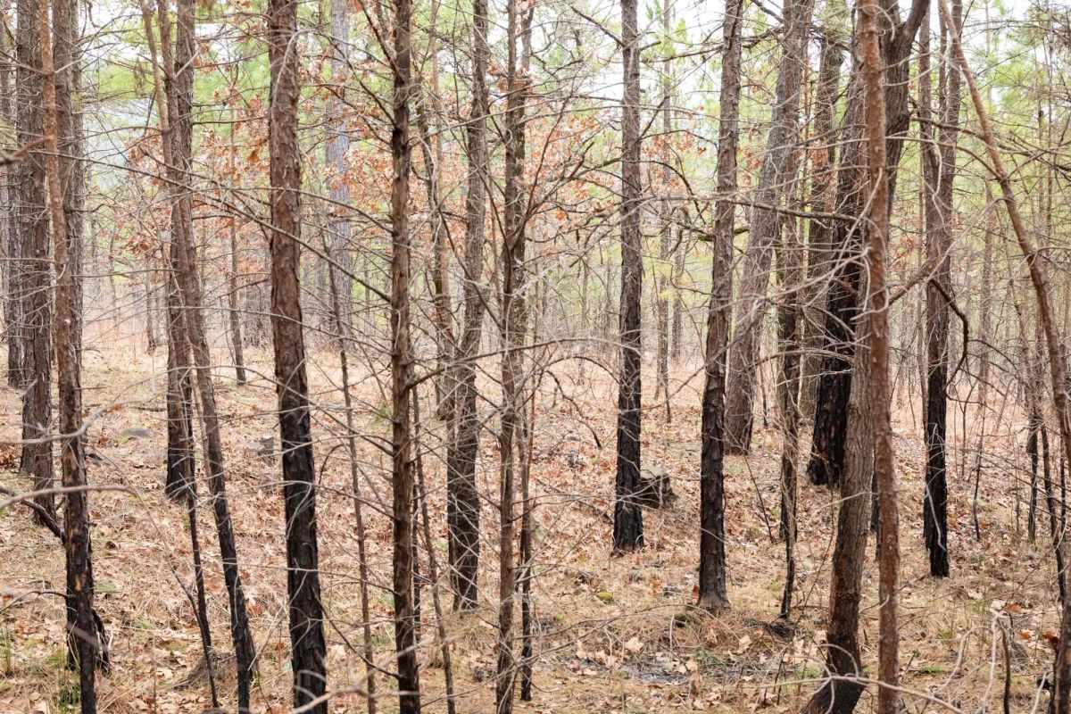 Decorative background for Stone Bridge Phase III Tract 199 image 5