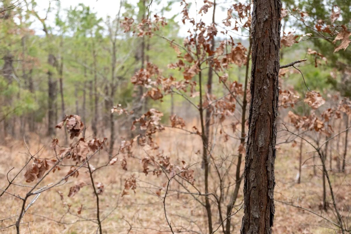 Decorative background for Stone Bridge Phase III Tract 199 image 6