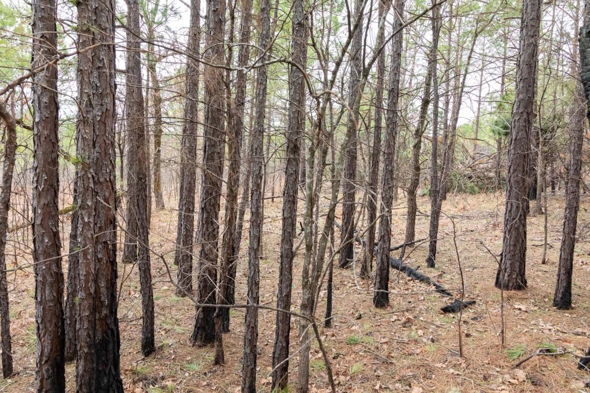 Decorative background for Stone Bridge Phase III Tract 199 image 8