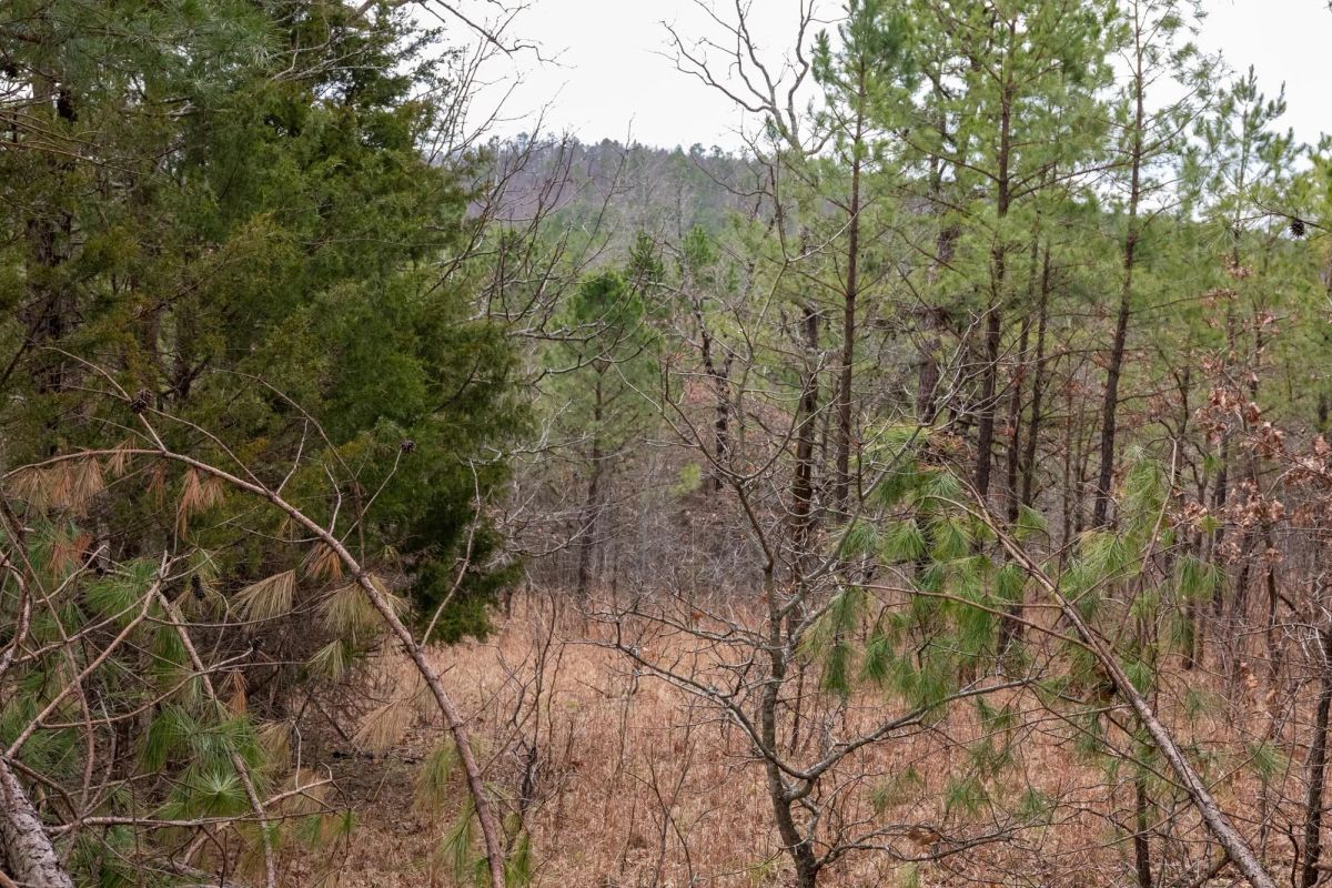 Decorative background for Stone Bridge Phase III Tract 199 image 12