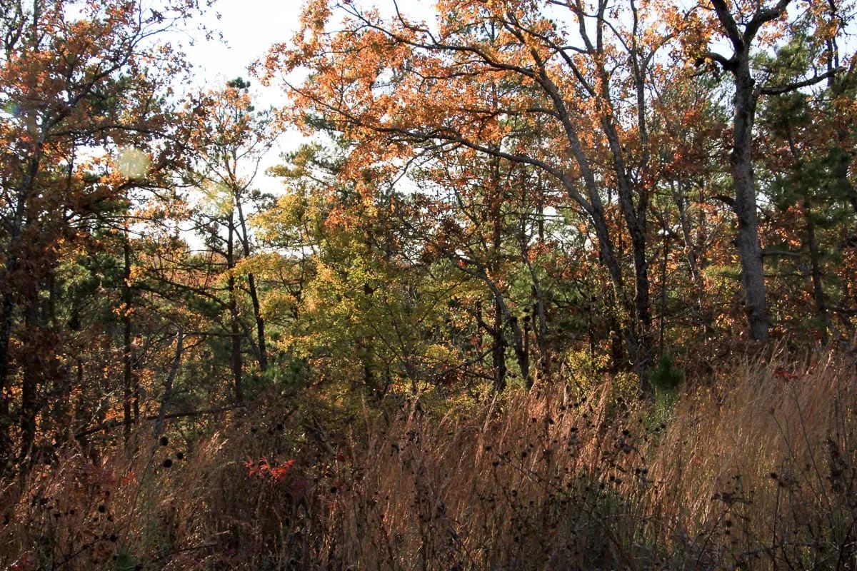 Stone Creek Phase III Tract 19 - Image 4