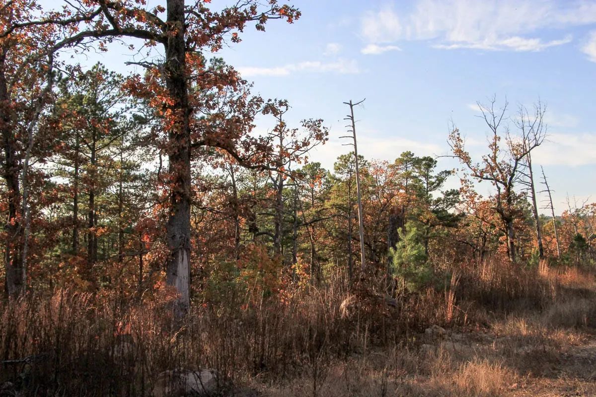 Decorative background for Stone Creek Phase III Tract 19 image 5