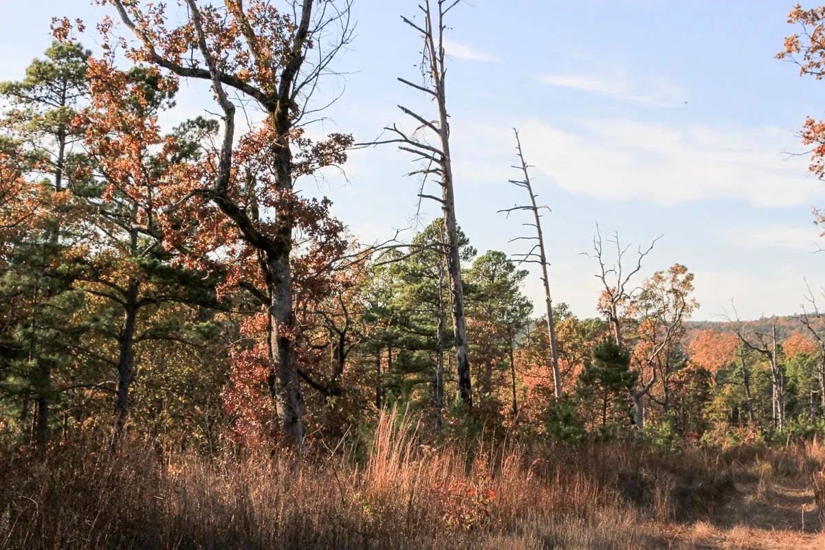Decorative background for Stone Creek Phase III Tract 19 image 6