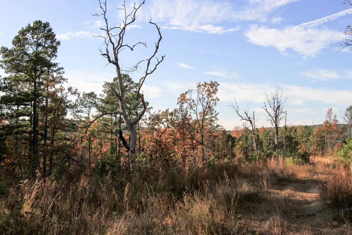 Decorative background for Stone Creek Phase III Tract 19 image 7