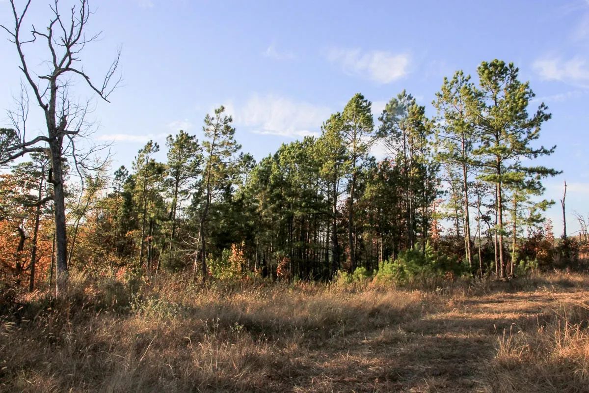 Decorative background for Stone Creek Phase III Tract 19 image 9
