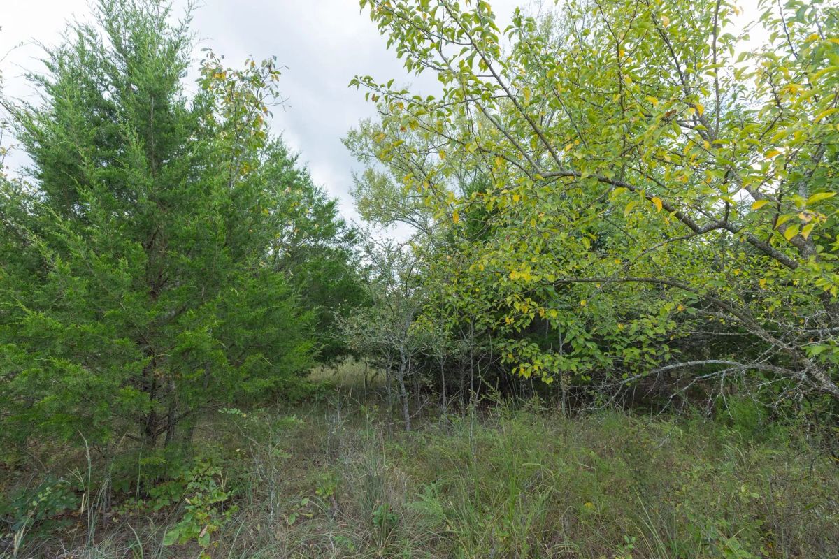 Decorative background for Reserves At Cattail Cove Phase II Tract 97 image 9