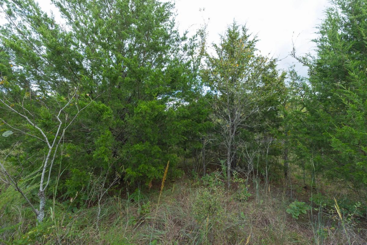 Decorative background for Reserves At Cattail Cove Phase II Tract 97 image 10