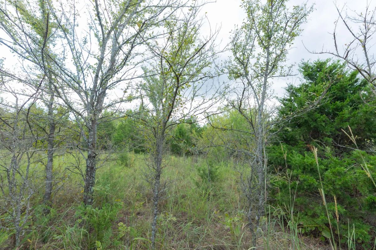 Decorative background for Reserves At Cattail Cove Phase II Tract 97 image 11