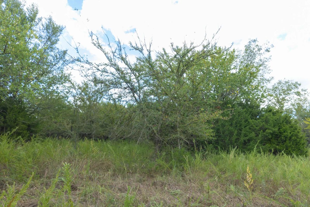 Decorative background for Reserves At Cattail Cove Phase II Tract 97 image 12