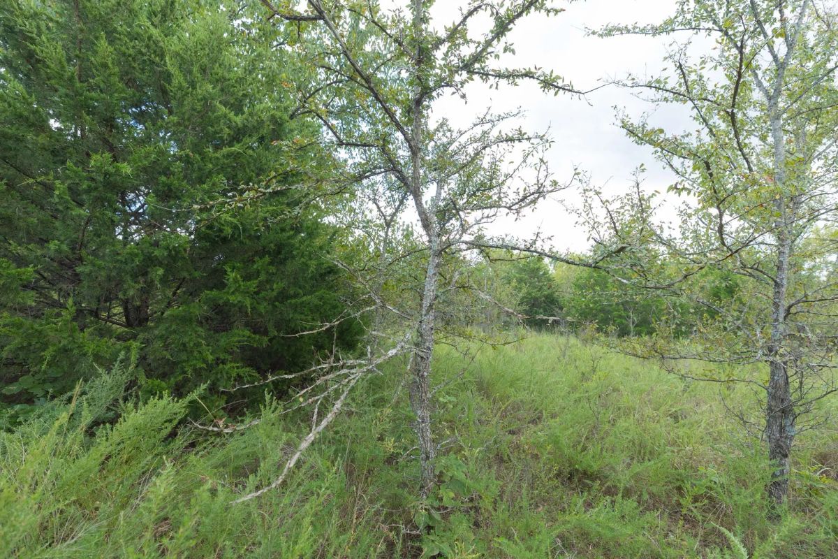 Decorative background for Reserves At Cattail Cove Phase II Tract 97 image 15