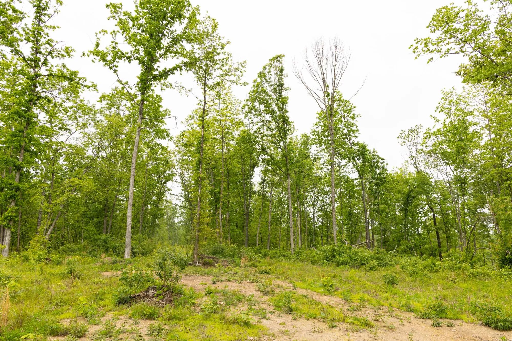 Stardust Estates Tract 19 in Reynolds County, MO