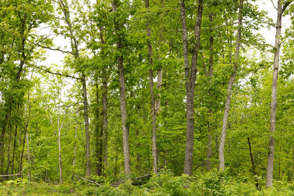 Stardust Estates Tract 19 - Image 3
