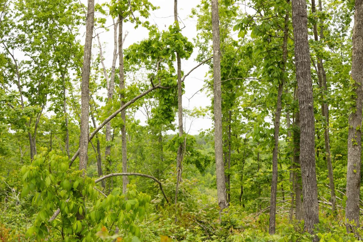 Stardust Estates Tract 19 - Image 4