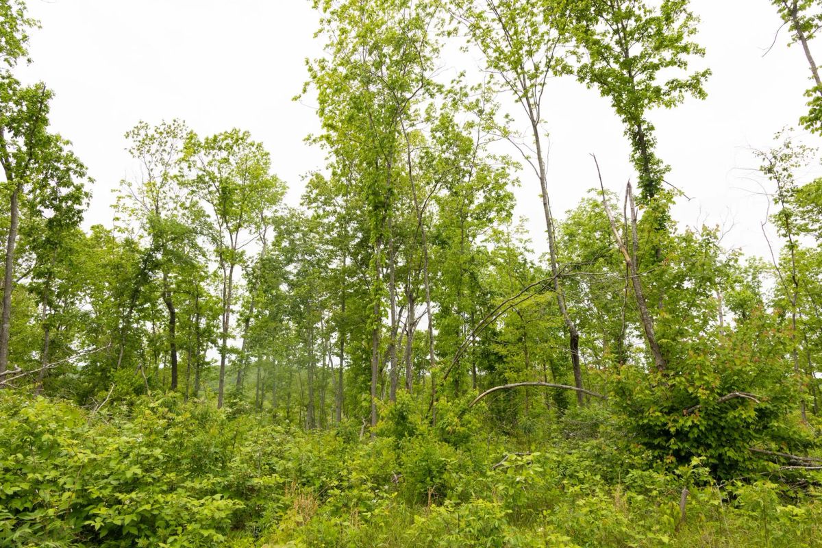 Decorative background for Stardust Estates Tract 19 image 7