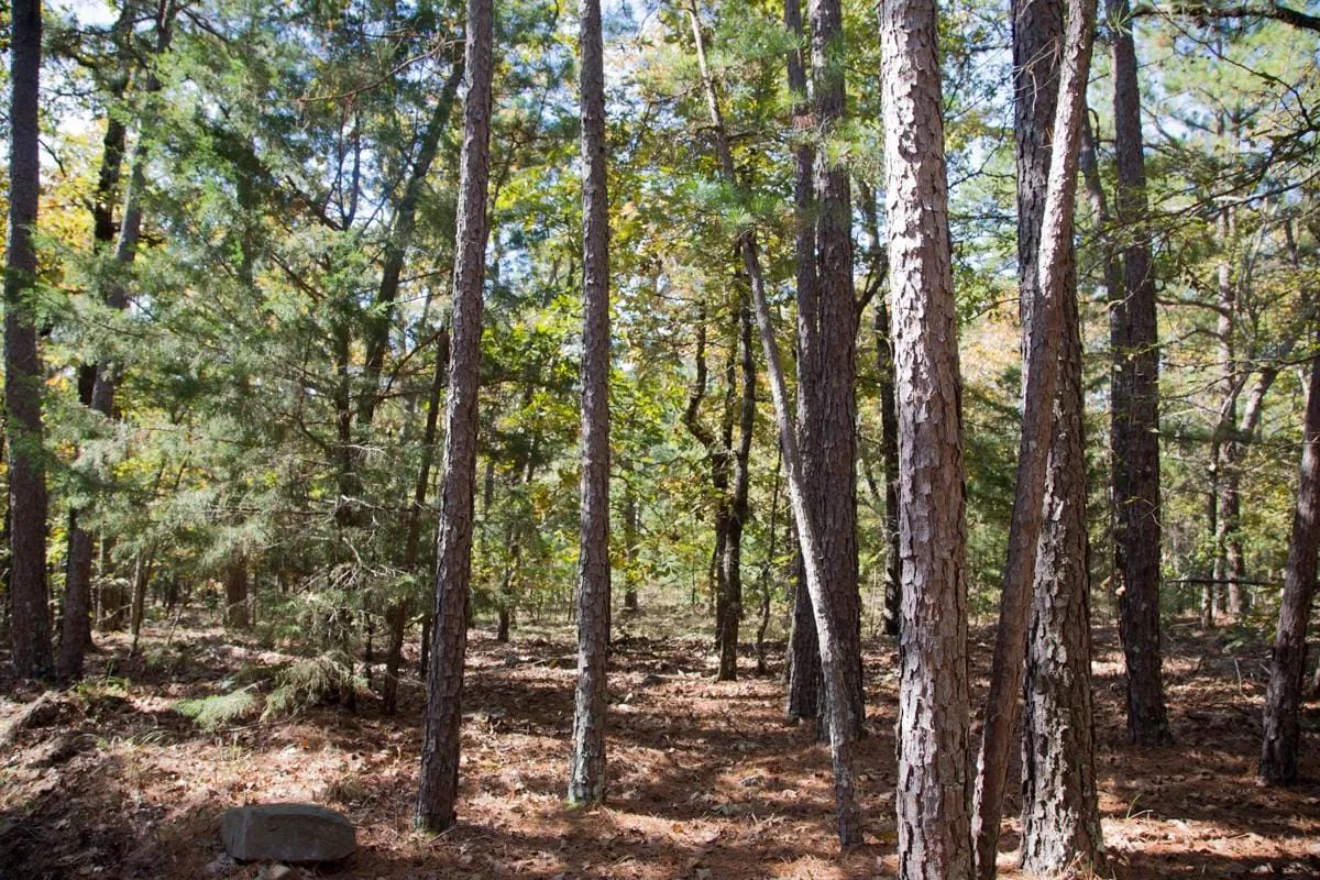 Decorative background for Stone Creek Phase I Tract 187 image 12