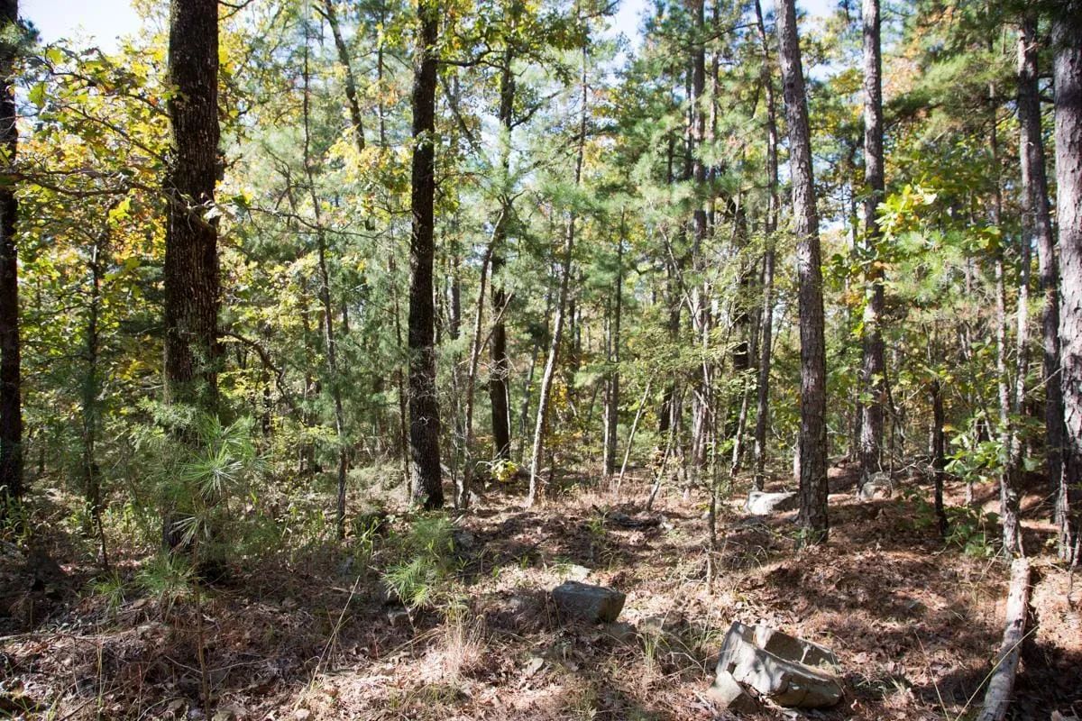 Decorative background for Stone Creek Phase I Tract 187 image 15