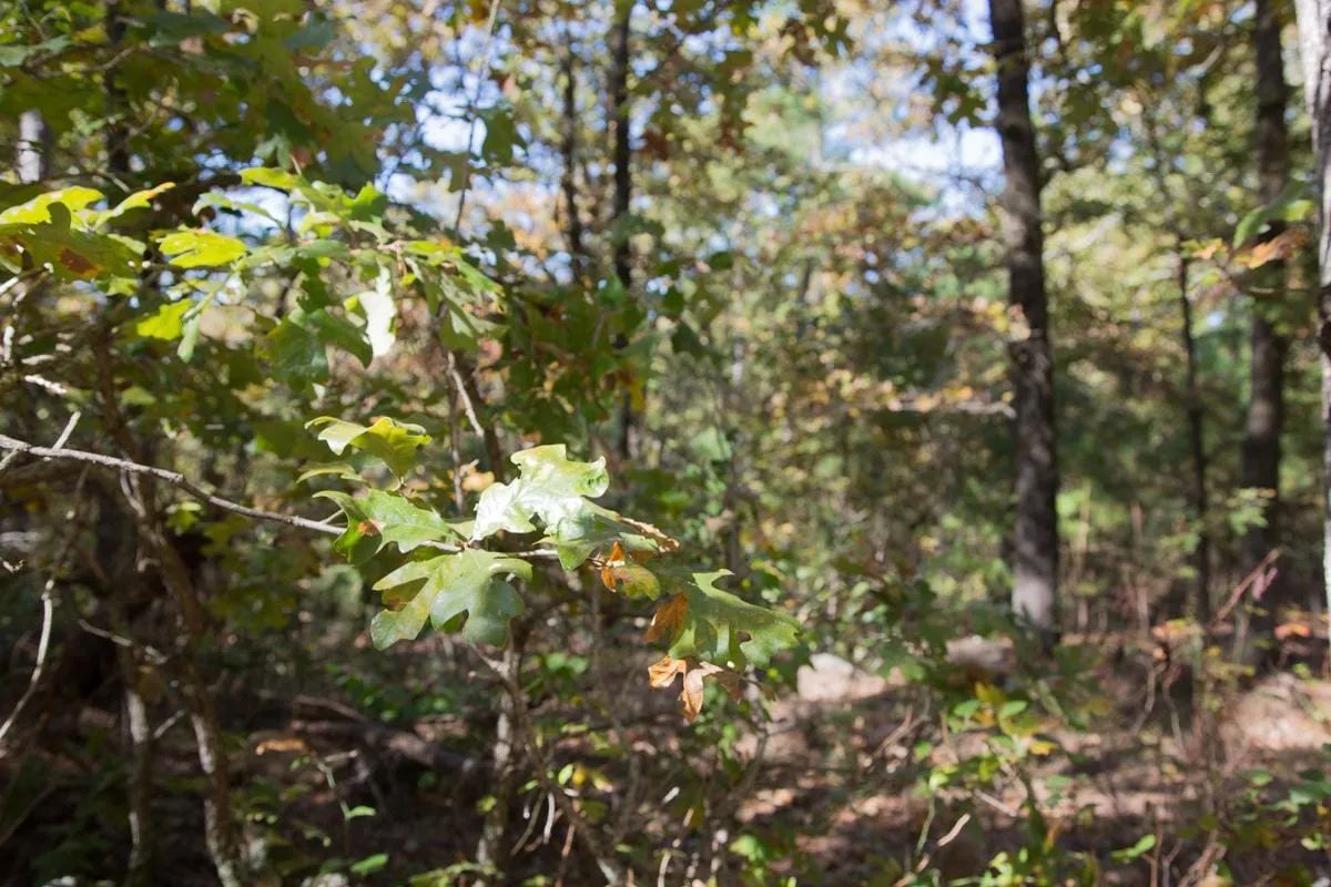 Decorative background for Stone Creek Phase I Tract 187 image 16