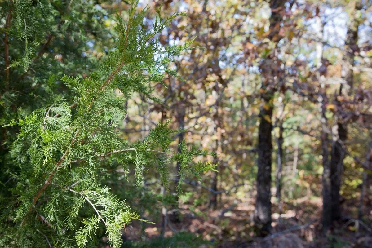 Decorative background for Stone Creek Phase I Tract 187 image 21