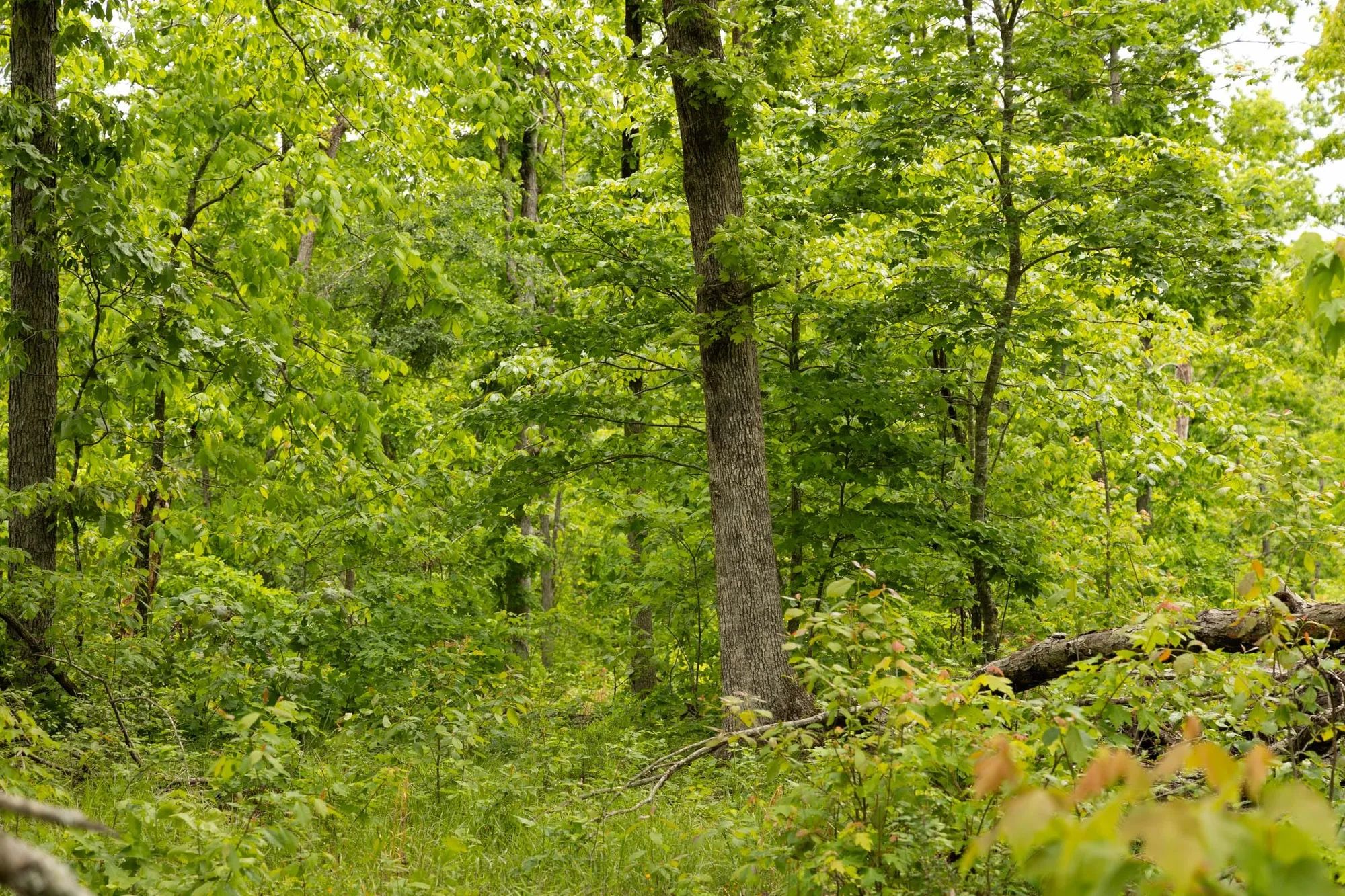 Stardust Estates Tract 25 in Reynolds County, MO