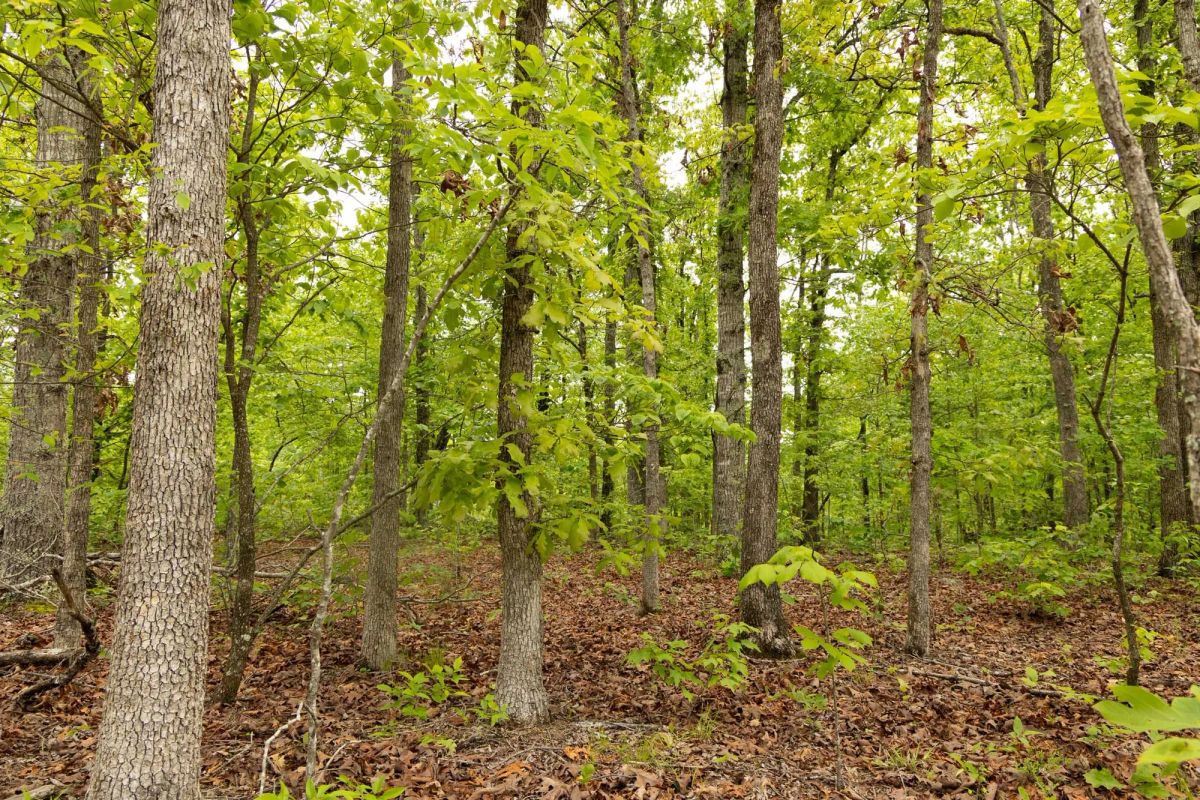 Decorative background for Stardust Estates Tract 25 image 5
