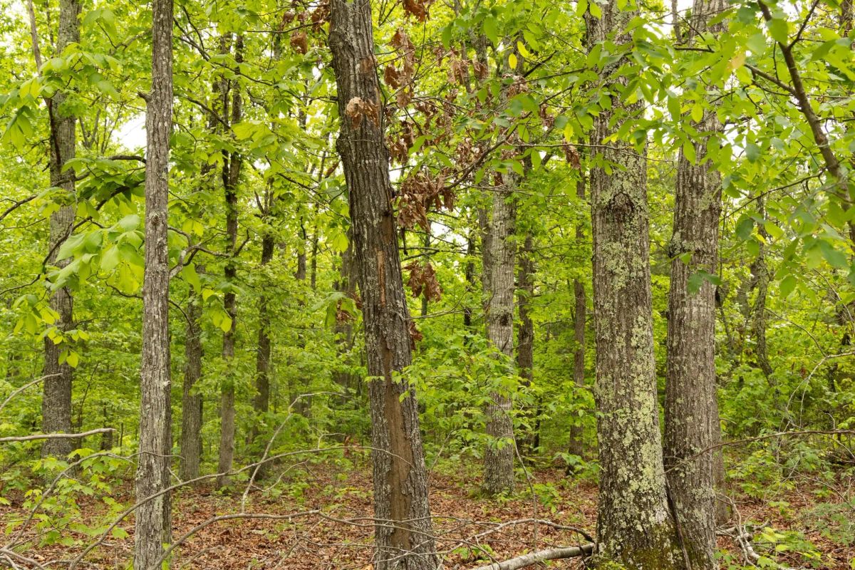 Decorative background for Stardust Estates Tract 25 image 7