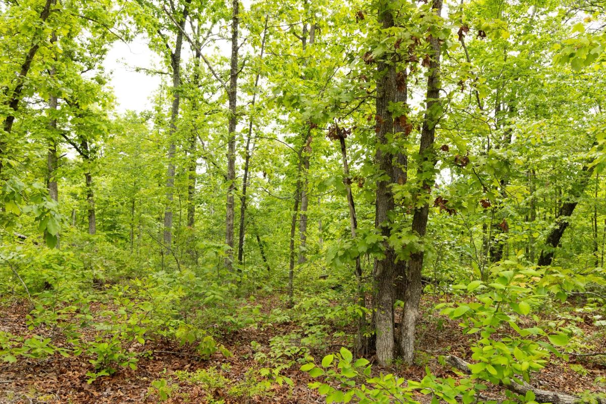 Decorative background for Stardust Estates Tract 25 image 8