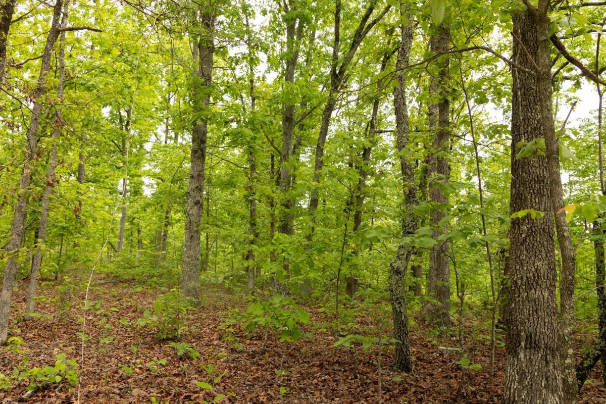 Decorative background for Stardust Estates Tract 25 image 9