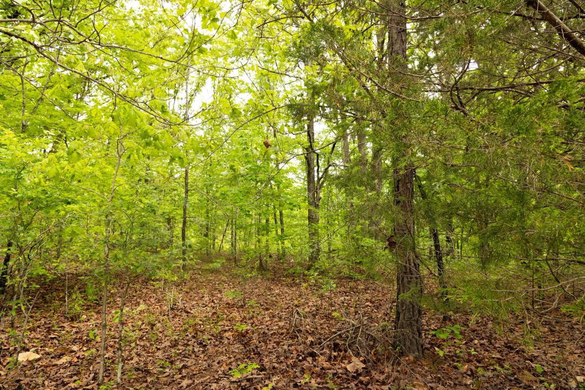 Decorative background for Stardust Estates Tract 25 image 11