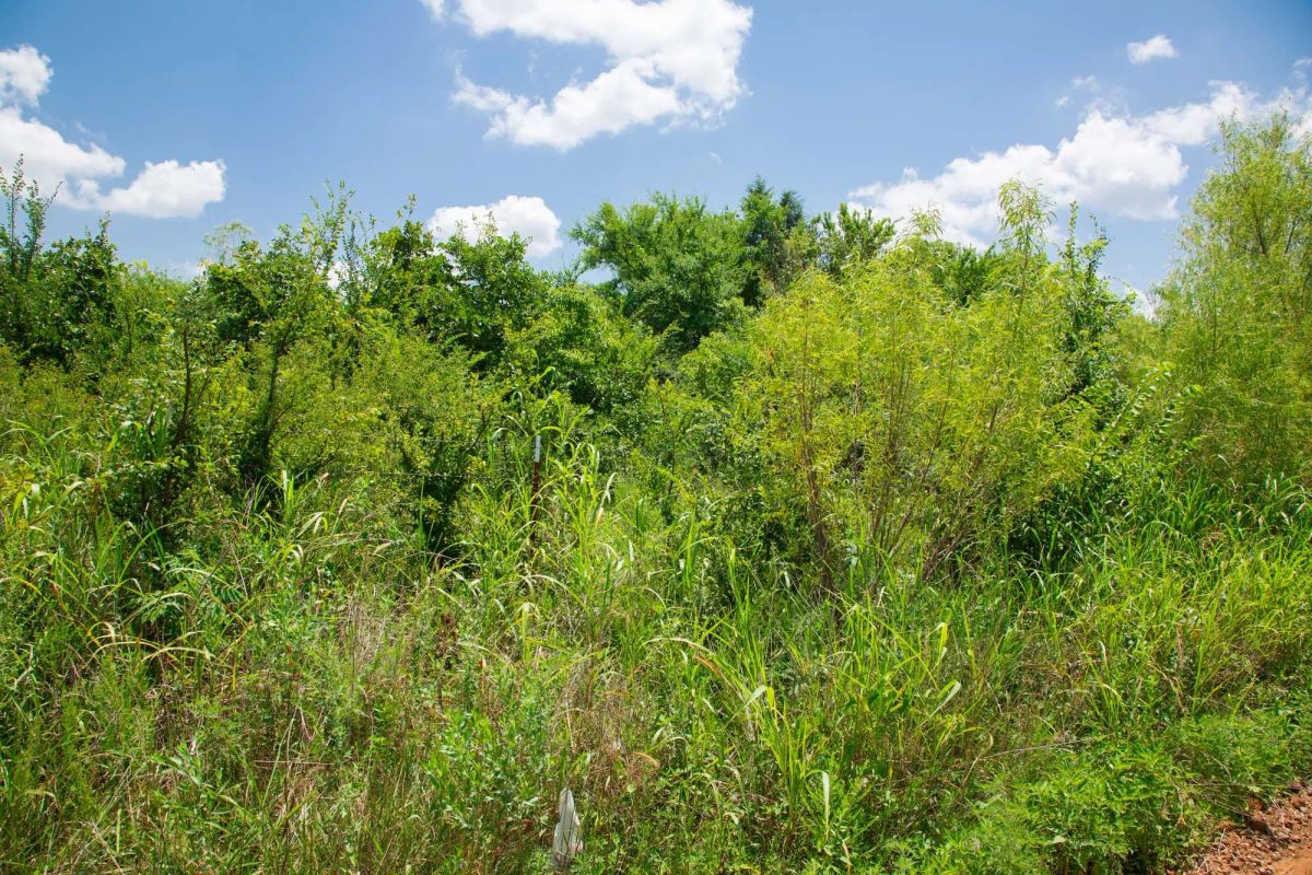 Deep Fork Ranch Tract 14 - Image 2